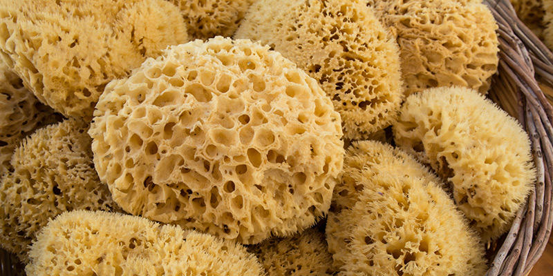 Sustainable Sponge Cultivation