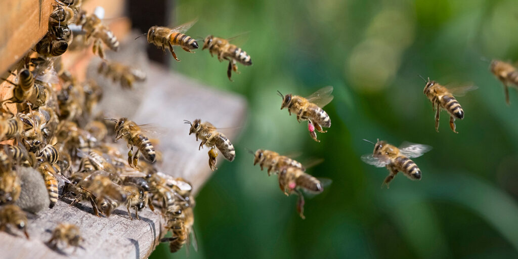 Beekeeping in Senegal