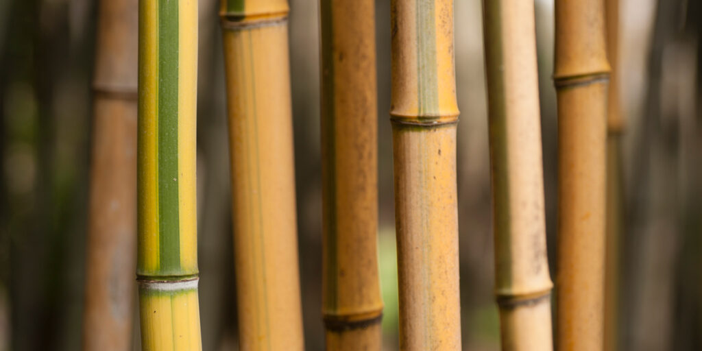 Bamboo environmentally friendly glass