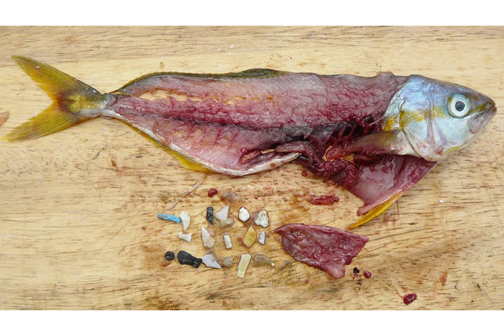 Microplastics in food