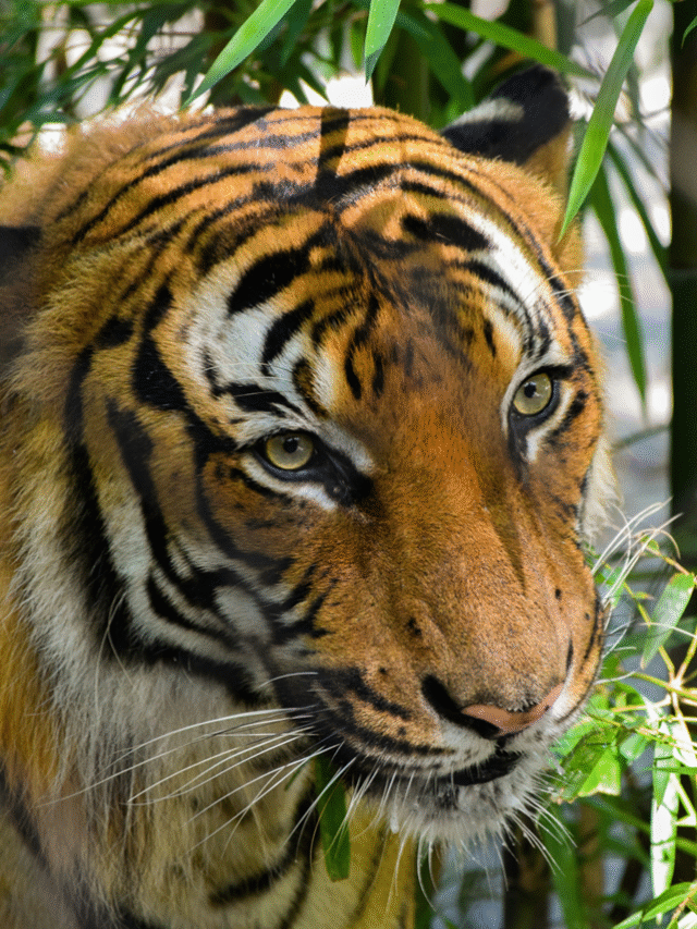 List of Tiger Range Countries with estimated populations